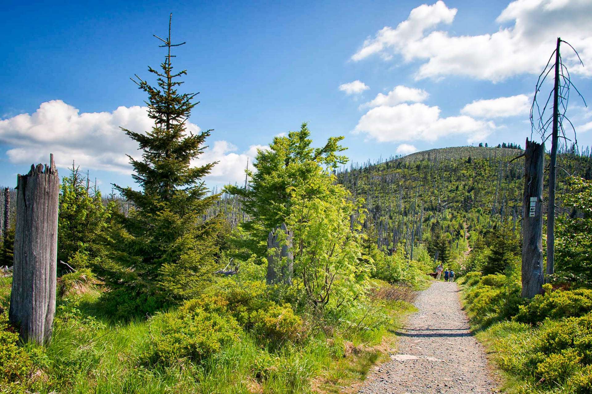 Entdecken Sie den Bayerischen Wald neu