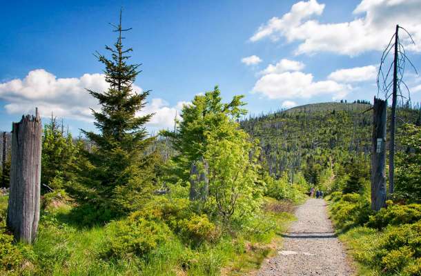 Entdecken Sie den Bayerischen Wald neu